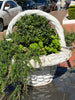Planter concrete basket weave design