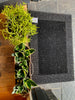 Doormat Black 60/120cm