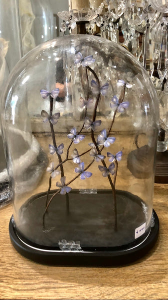 Glass dome butterflies medium