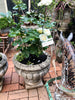Urn French concrete L pair