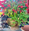 ✅Anduze urn planter XXL