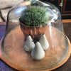 Cloche glass  19th Century french