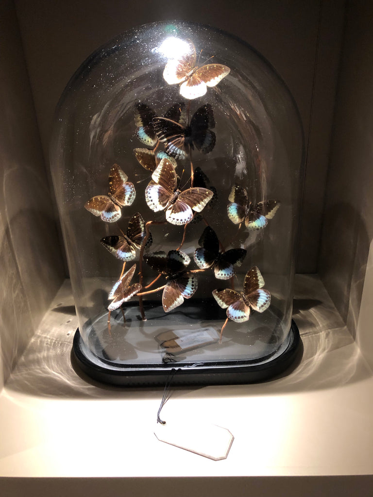 Glass dome butterflies large