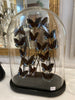 Glass dome butterflies large