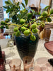 Vase carved glass brown H34
