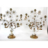 Candelabra blossom